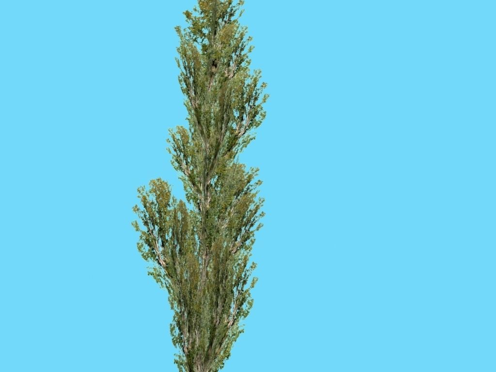 poplar tree Low-poly 3D model