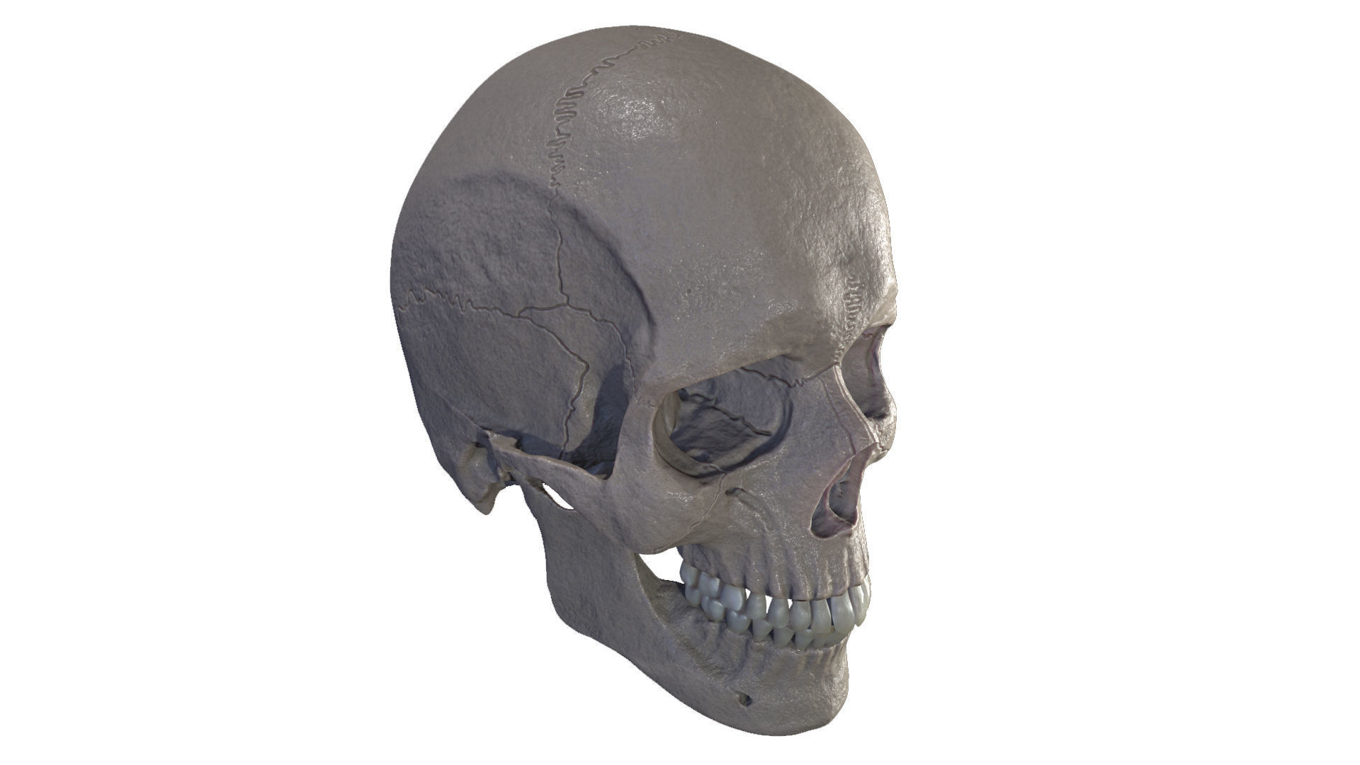 Anatomically Correct Realistic Human Skull Low-poly 3D model_9