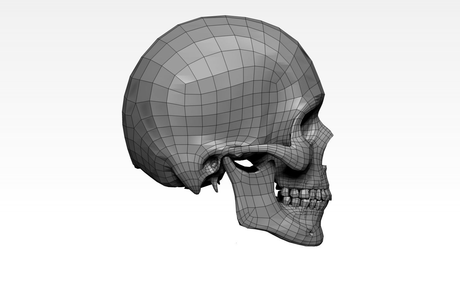 Anatomically Correct Realistic Human Skull Low-poly 3D model_27