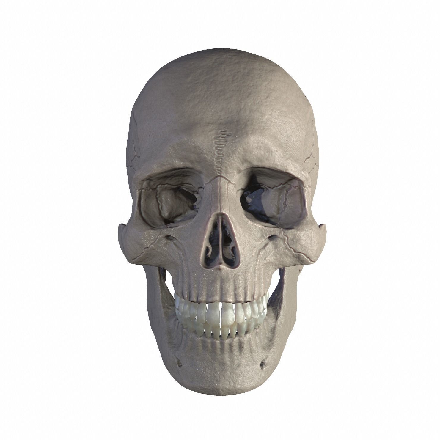 Anatomically Correct Realistic Human Skull Low-poly 3D model_6