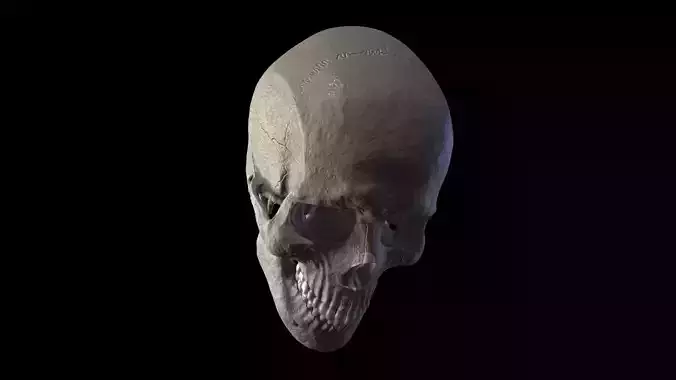 Anatomically Correct Realistic Human Skull
