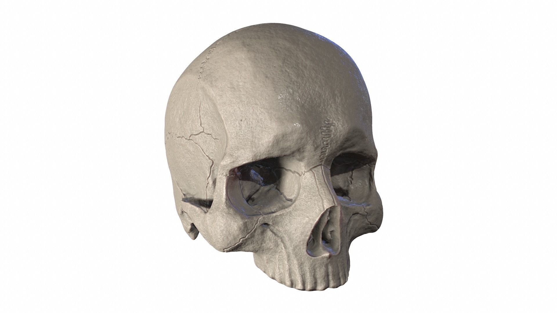 Anatomically Correct Realistic Human Skull Low-poly 3D model_18