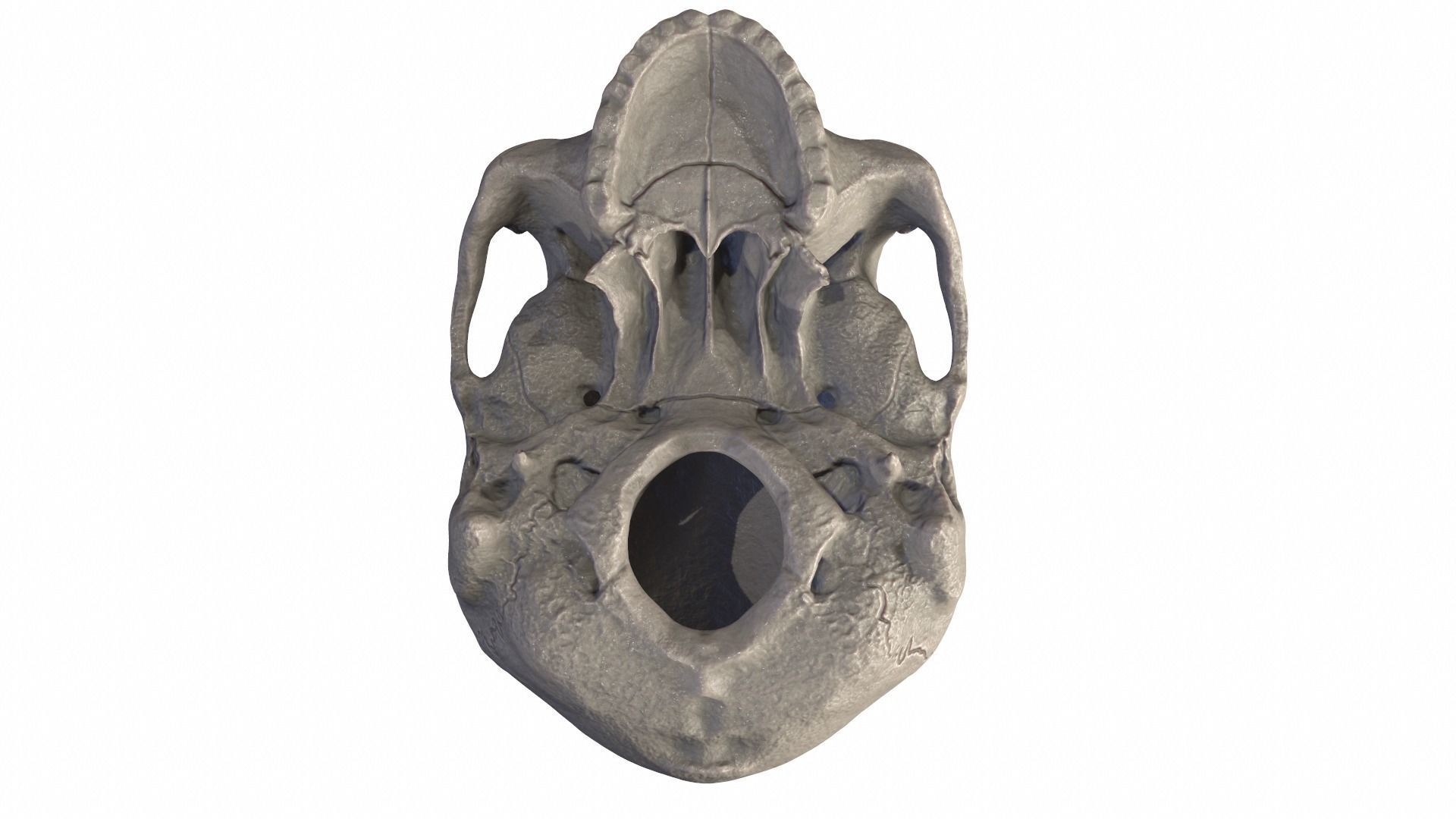 Anatomically Correct Realistic Human Skull Low-poly 3D model_21