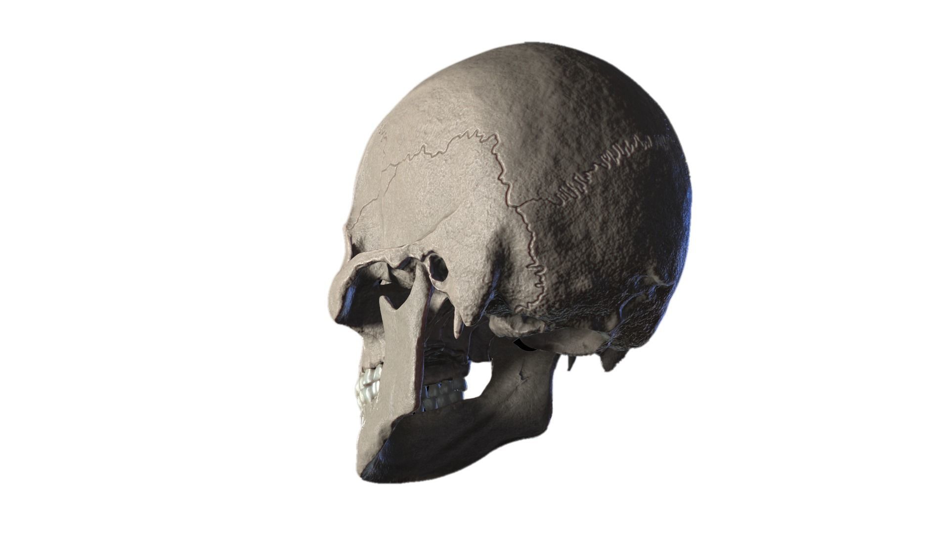 Anatomically Correct Realistic Human Skull Low-poly 3D model_8