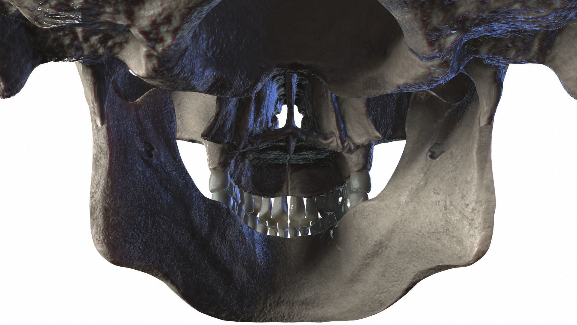 Anatomically Correct Realistic Human Skull Low-poly 3D model_13