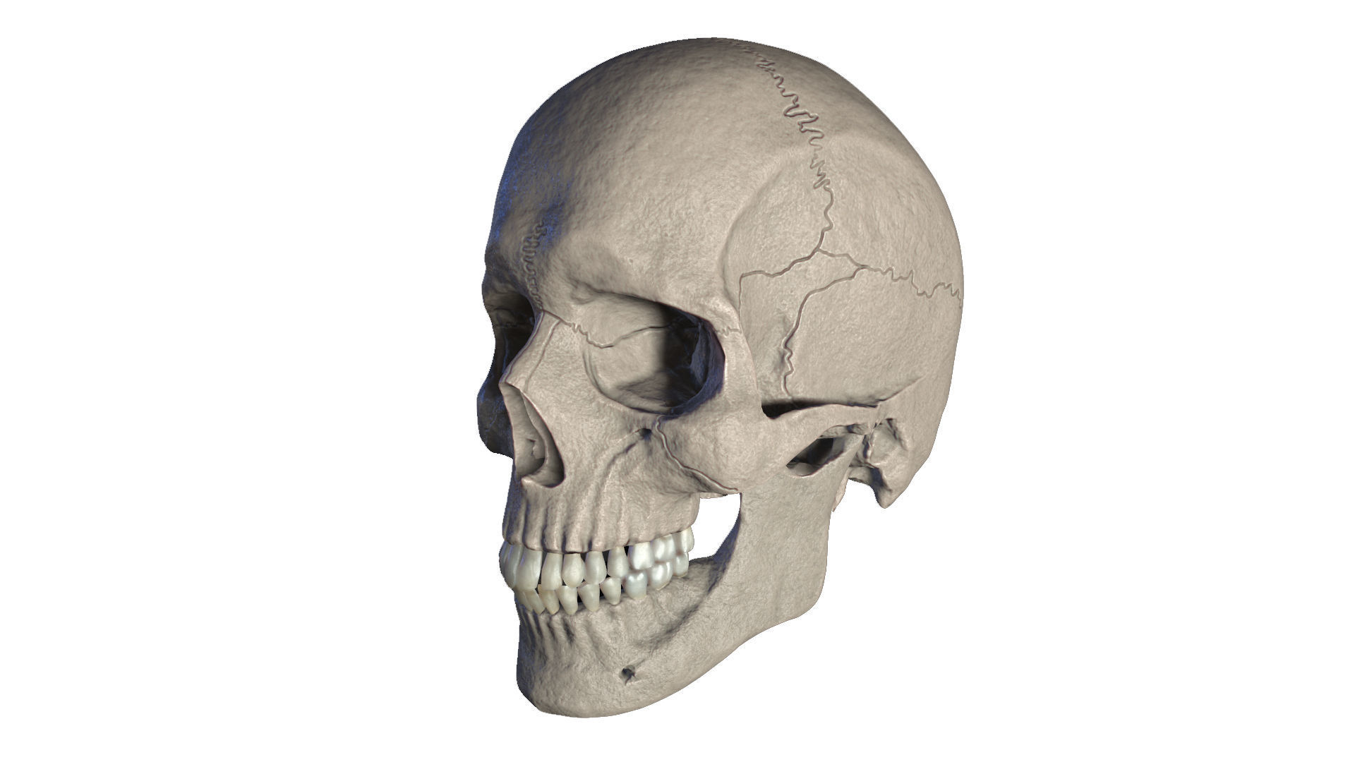 Anatomically Correct Realistic Human Skull Low-poly 3D model_3