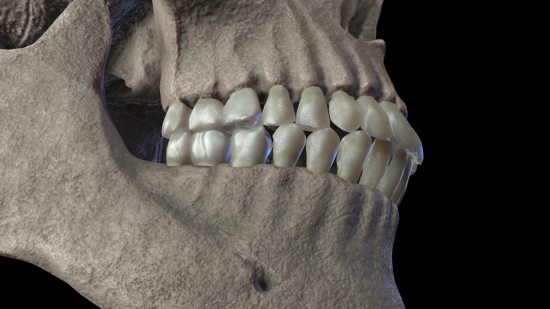 Anatomically Correct Realistic Human Skull Low-poly 3D model_12