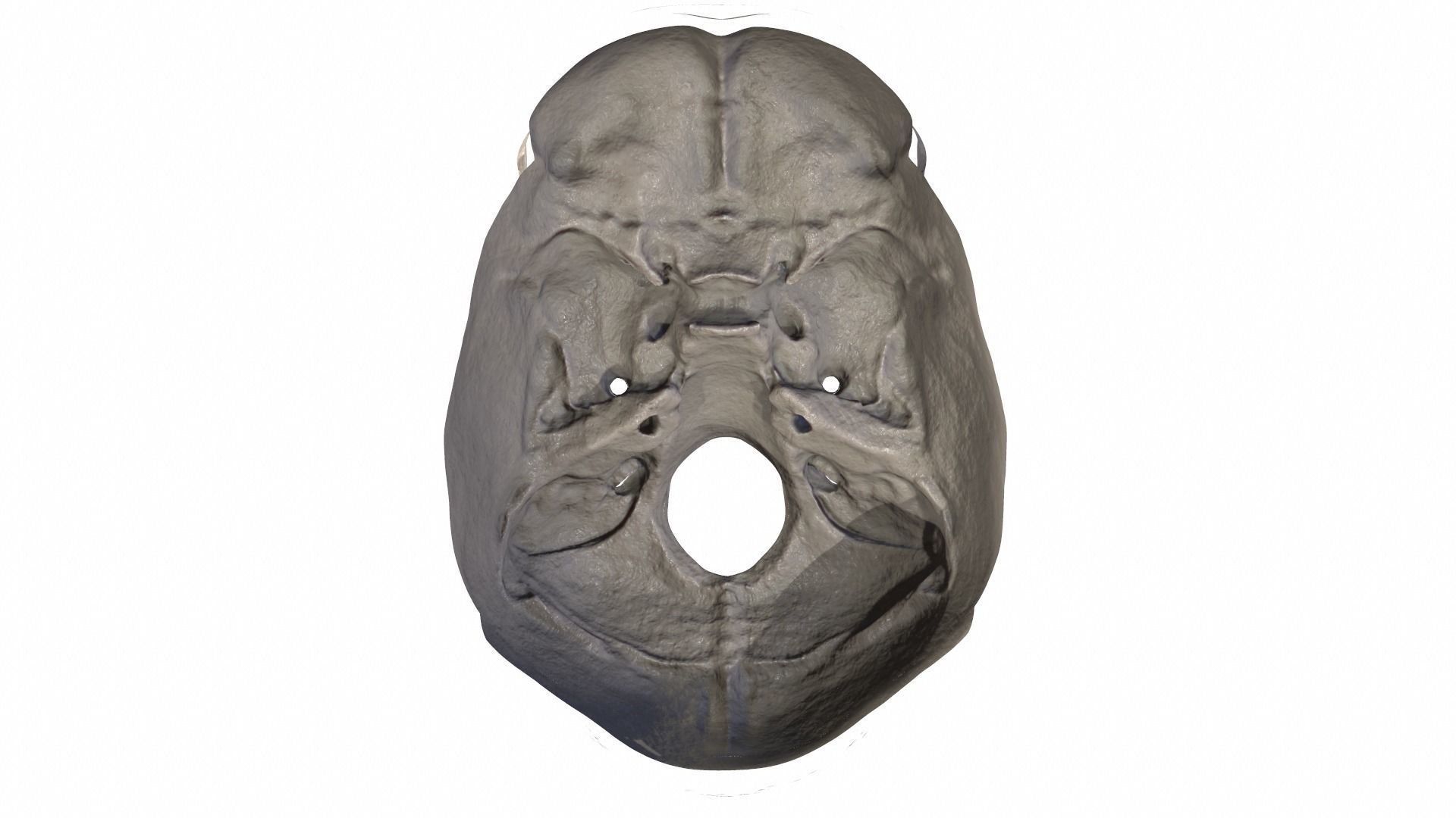 Anatomically Correct Realistic Human Skull Low-poly 3D model_22