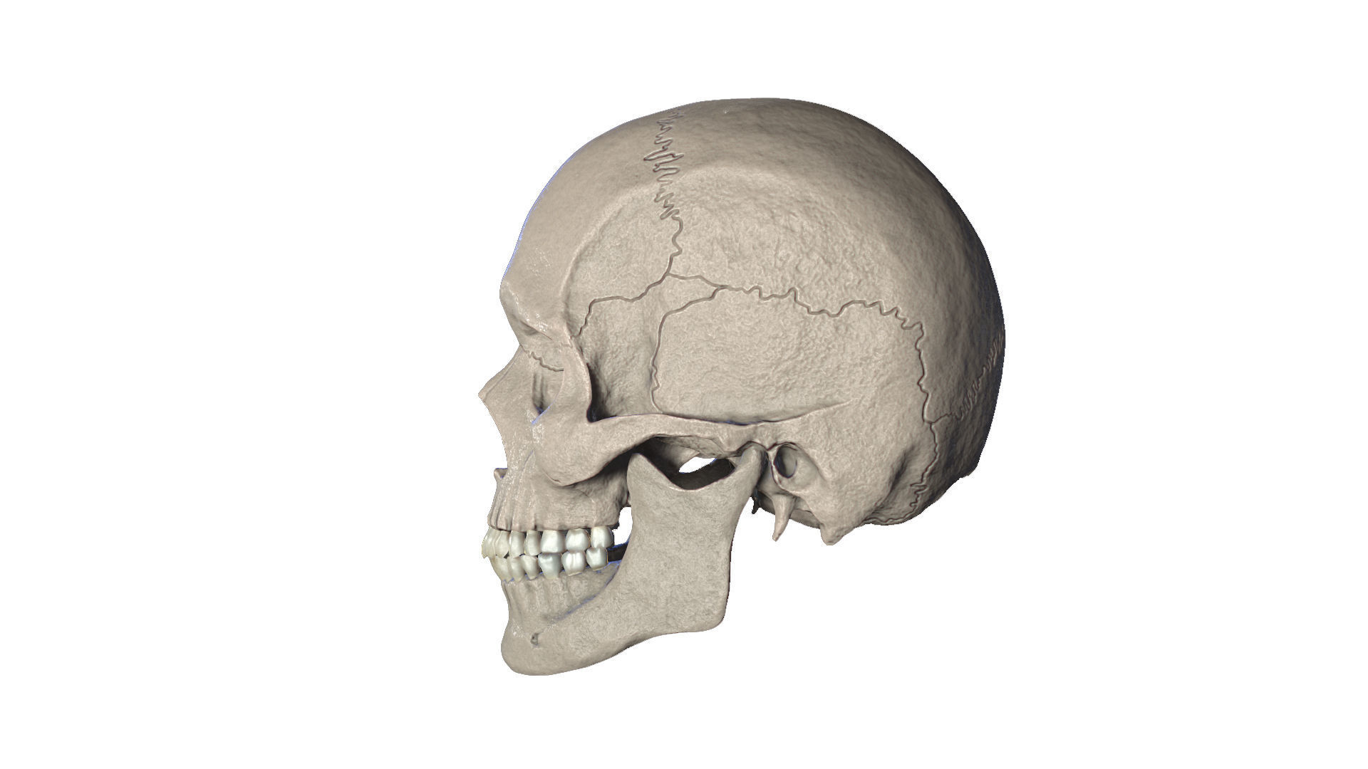 Anatomically Correct Realistic Human Skull Low-poly 3D model_4