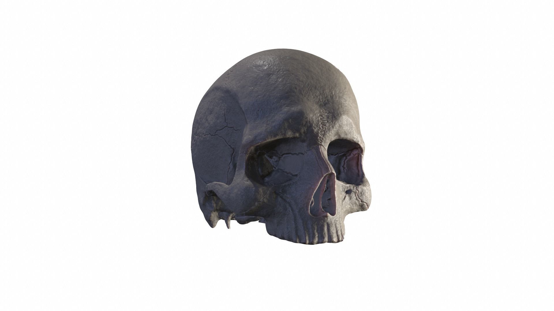 Anatomically Correct Realistic Human Skull Low-poly 3D model_19