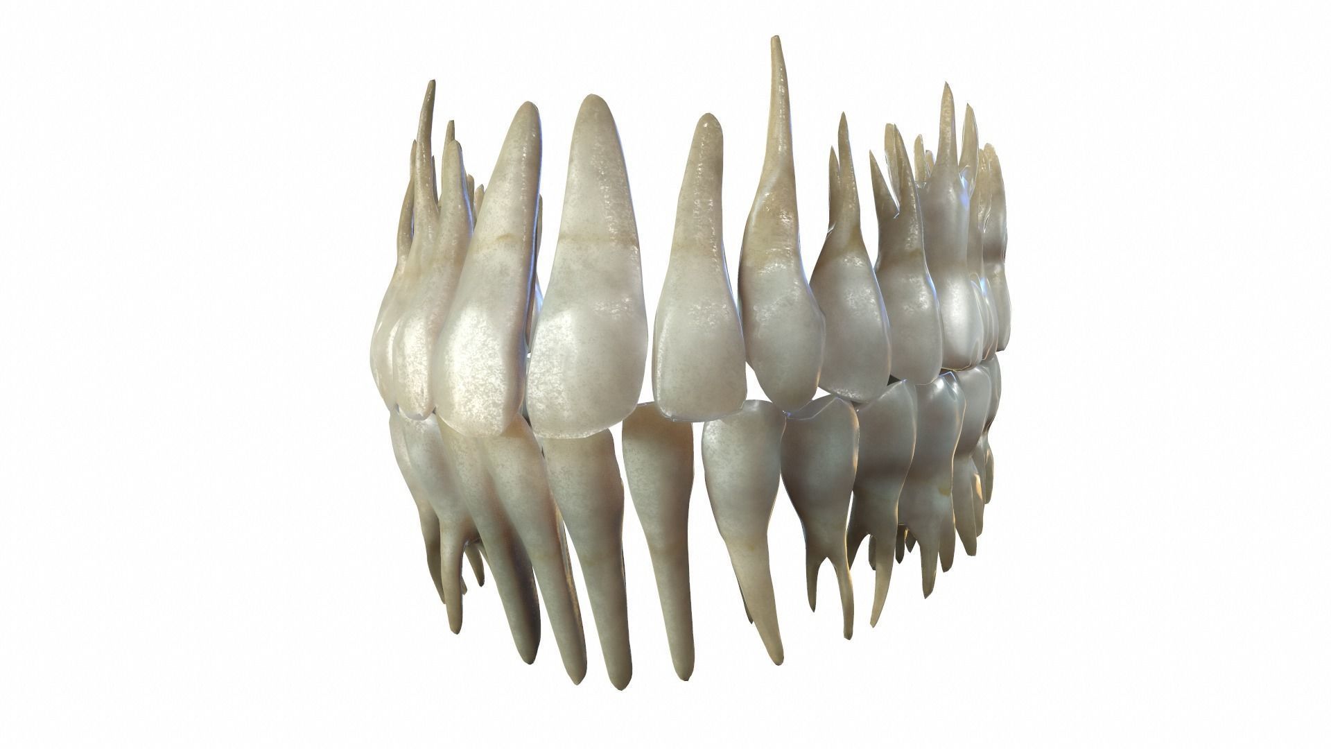 Anatomically Correct Realistic Human Skull Low-poly 3D model_15