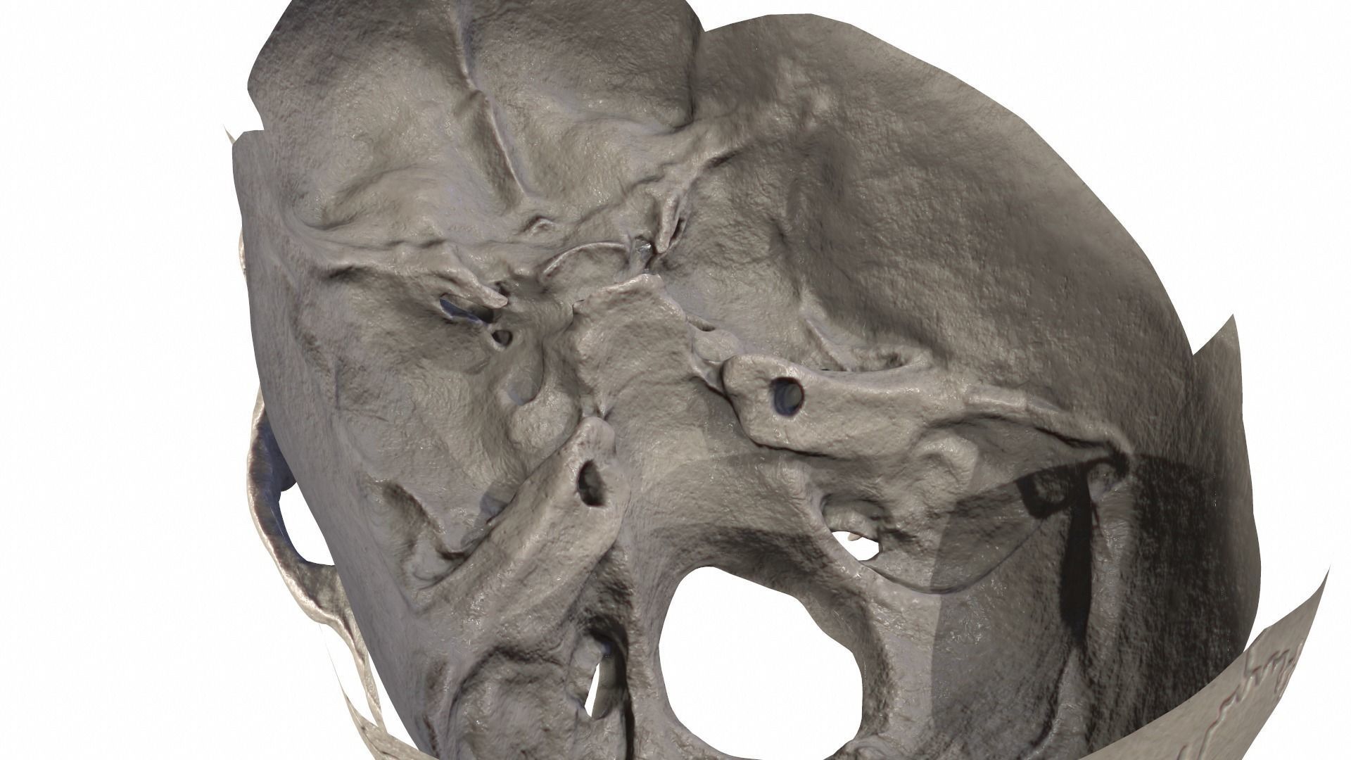 Anatomically Correct Realistic Human Skull Low-poly 3D model_23