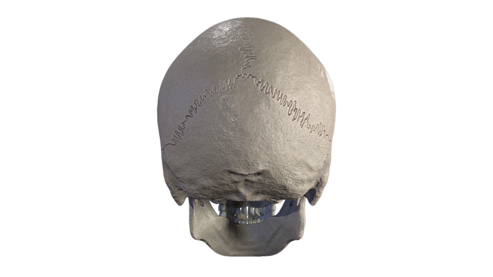 Anatomically Correct Realistic Human Skull Low-poly 3D model_5