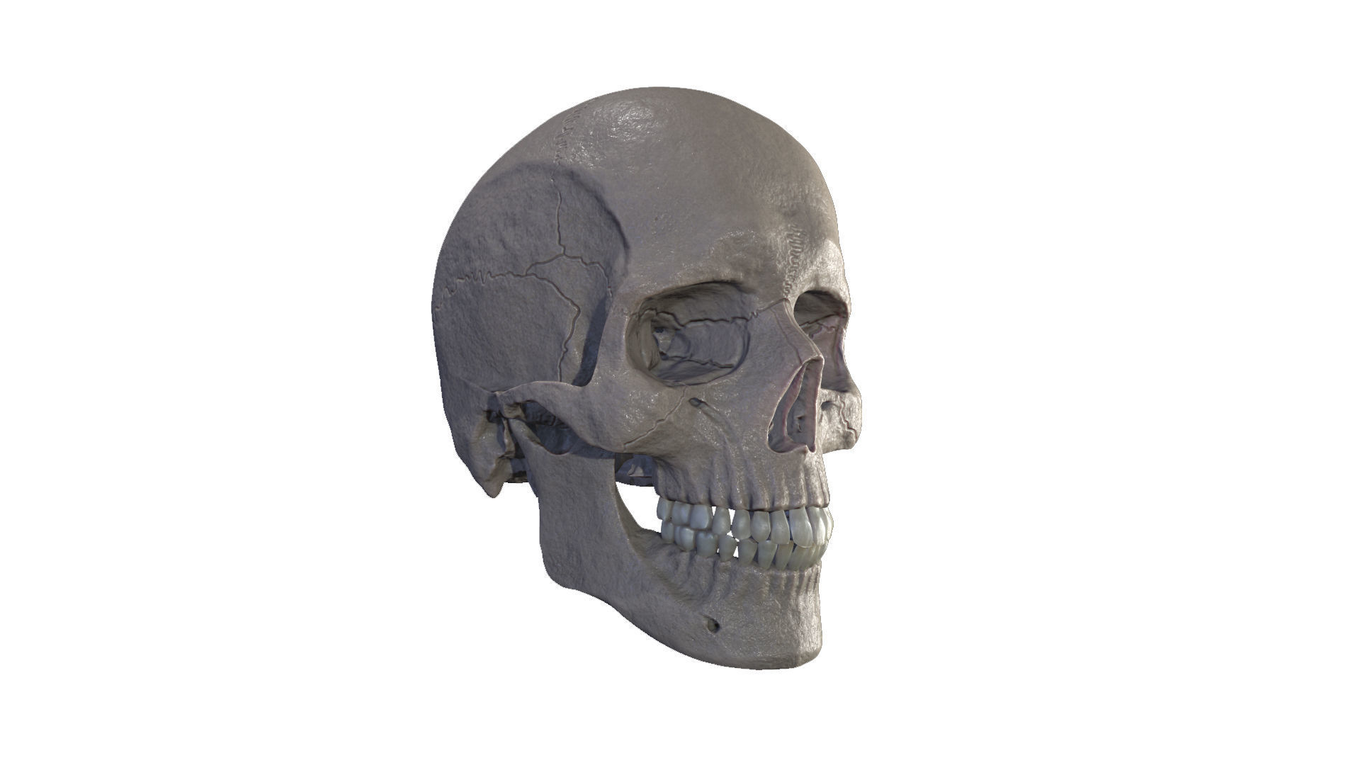 Anatomically Correct Realistic Human Skull Low-poly 3D model_7