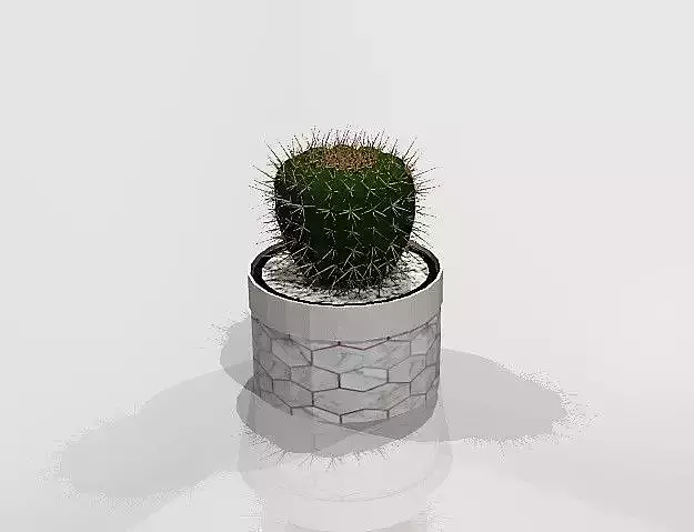 Cactus in pot