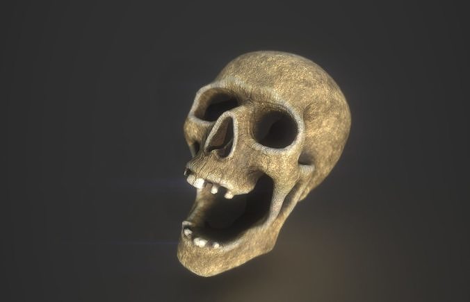Skull Low poly Low-poly 3D model