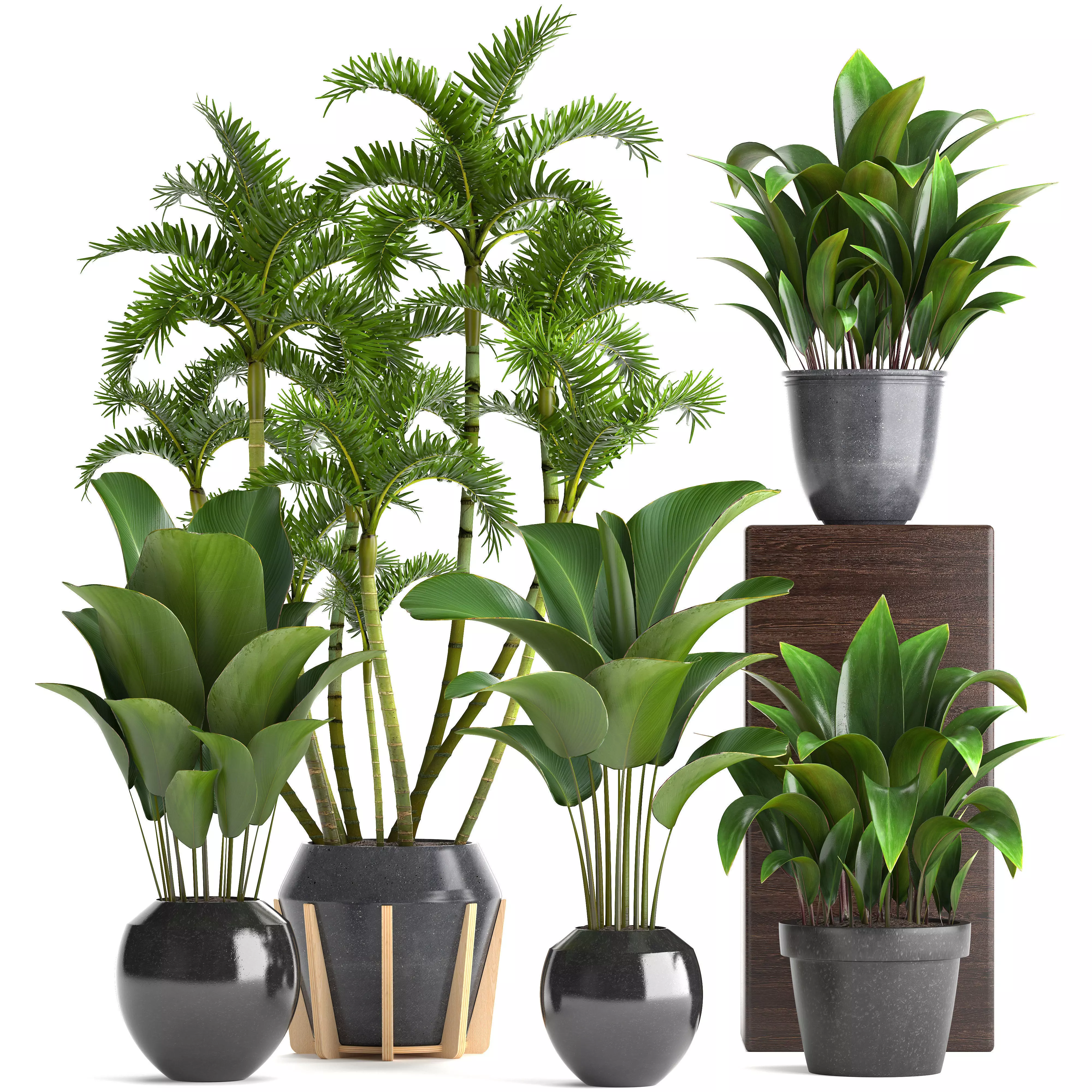 Collection Exotic plants 3D model