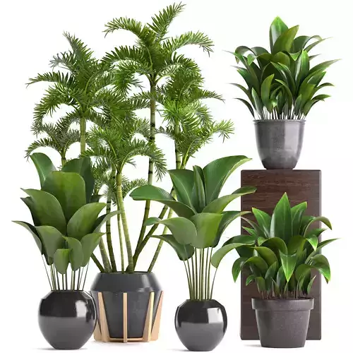 Collection Exotic plants 3D model