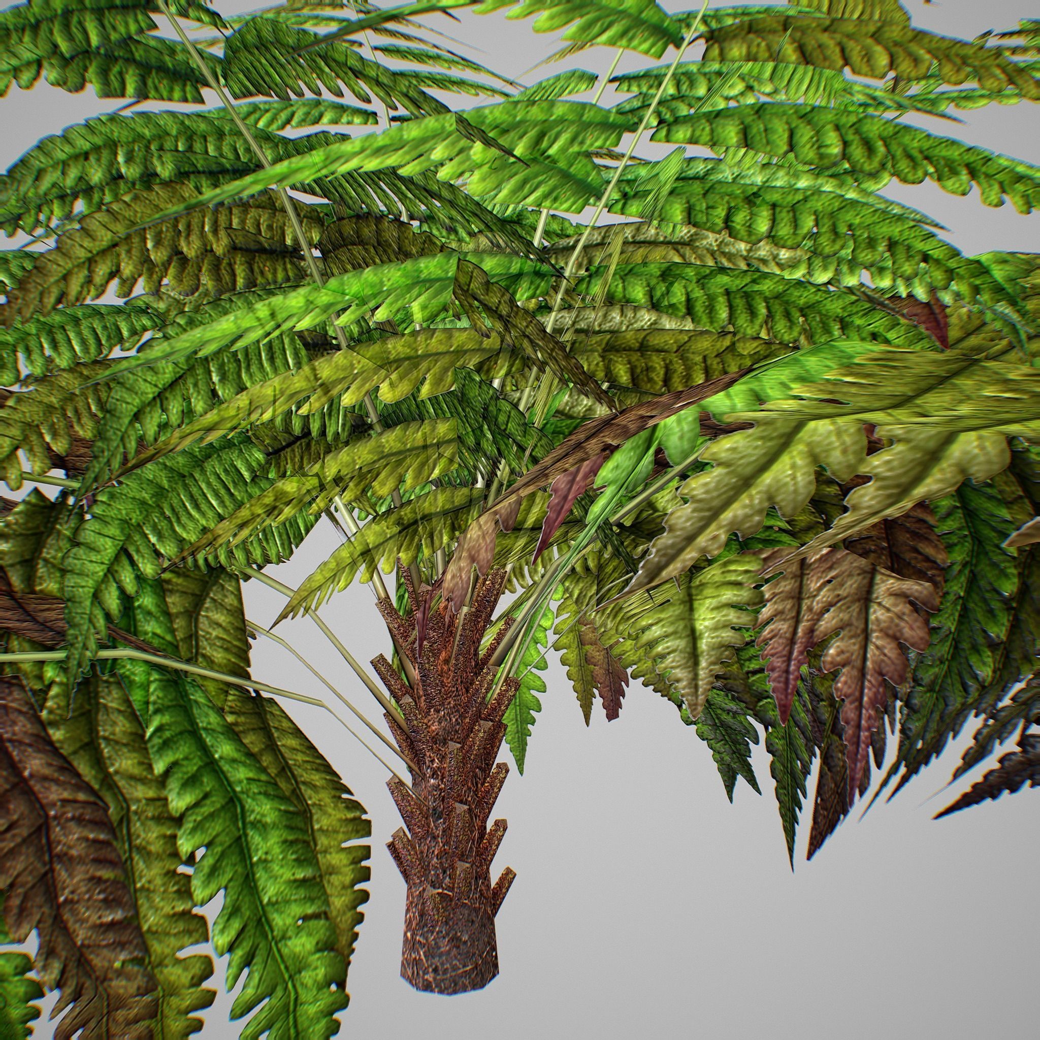 Alsophila Fern average LOW Low-poly 3D model_9