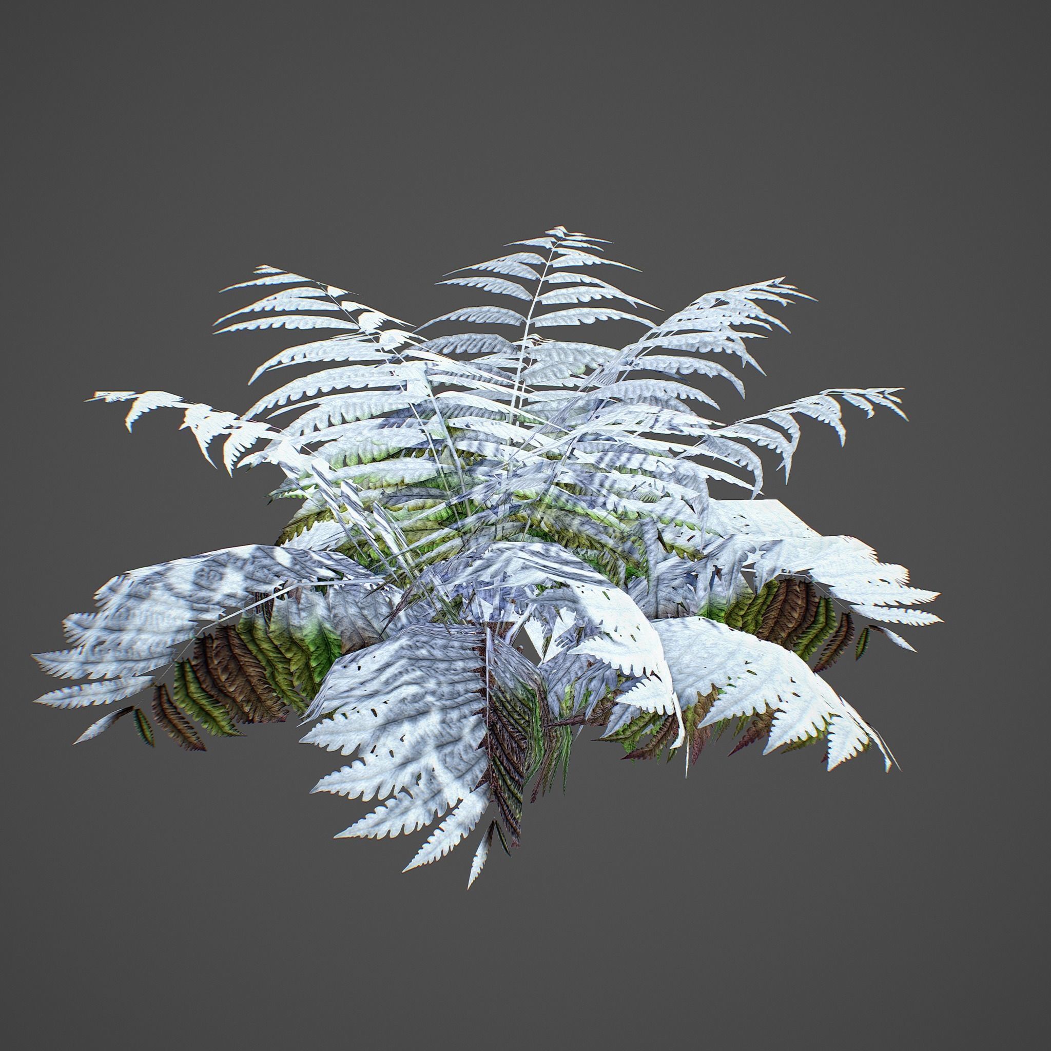 Alsophila Fern average LOW Low-poly 3D model_14