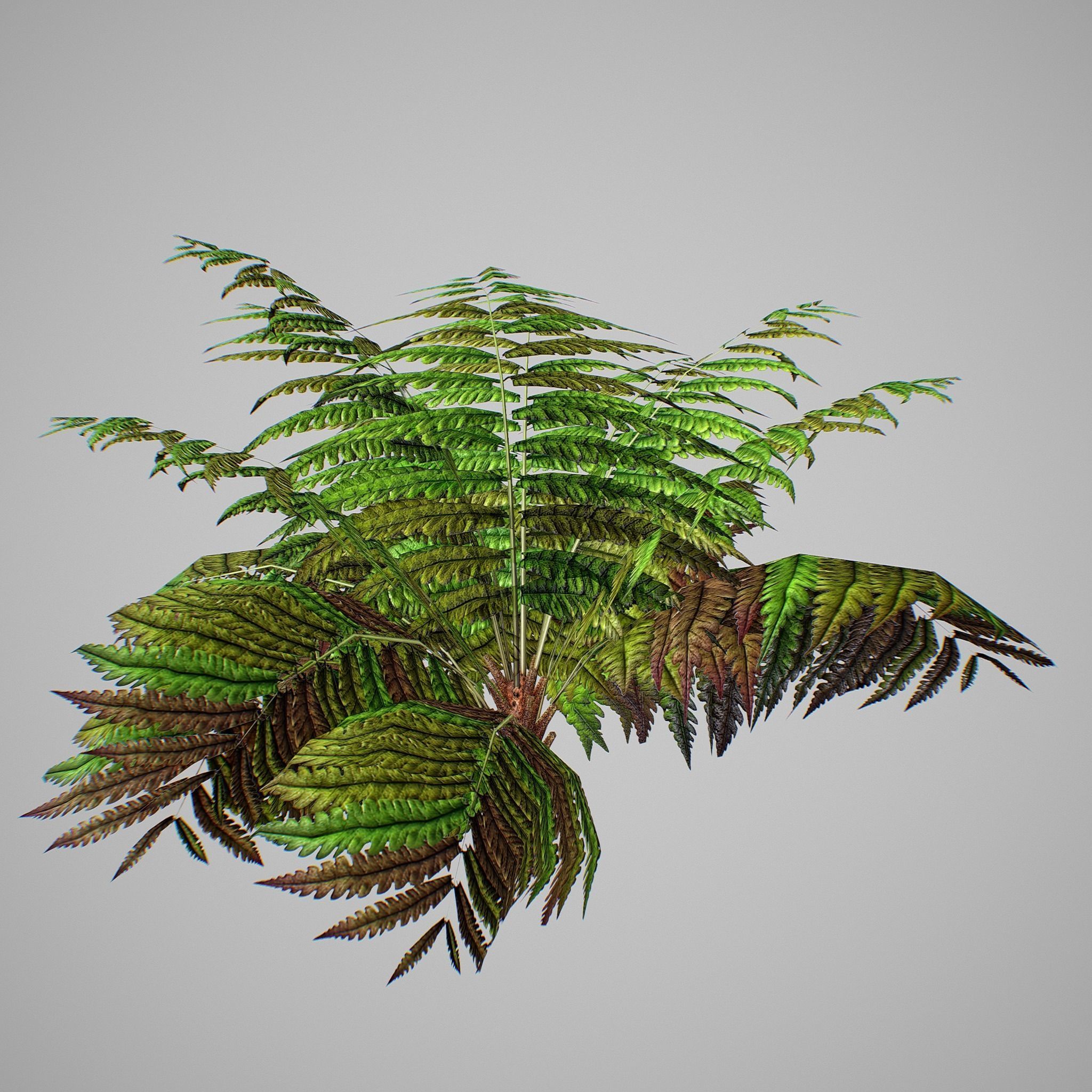 Alsophila Fern average LOW Low-poly 3D model_5