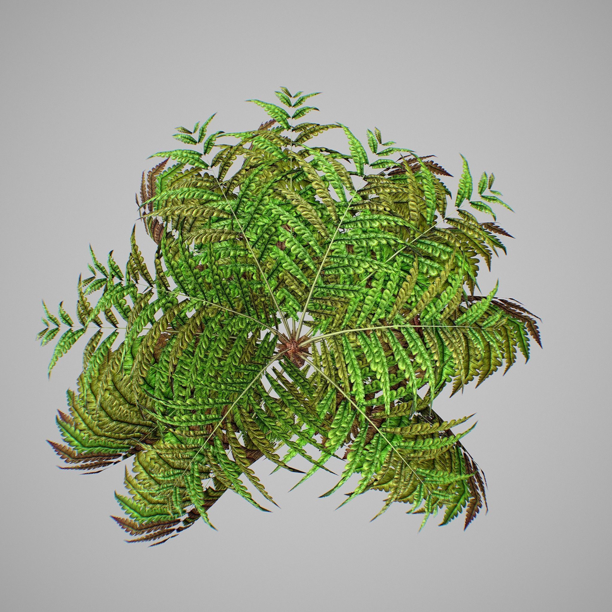 Alsophila Fern average LOW Low-poly 3D model_8