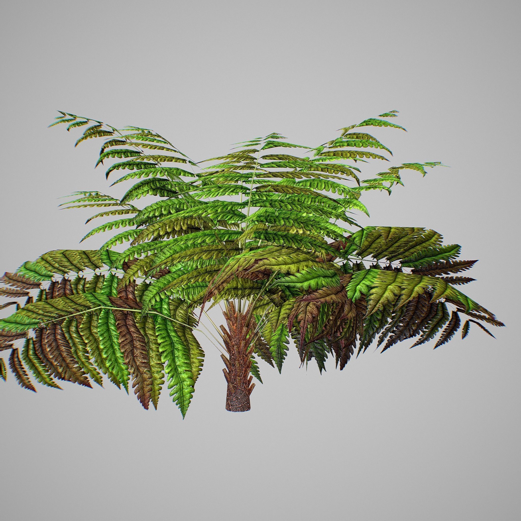 Alsophila Fern average LOW Low-poly 3D model_6