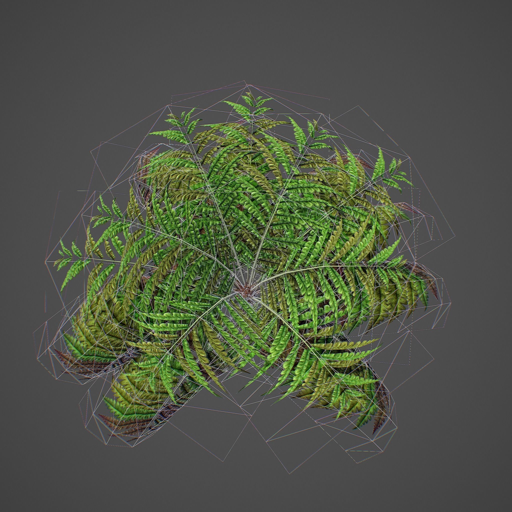 Alsophila Fern average LOW Low-poly 3D model_16