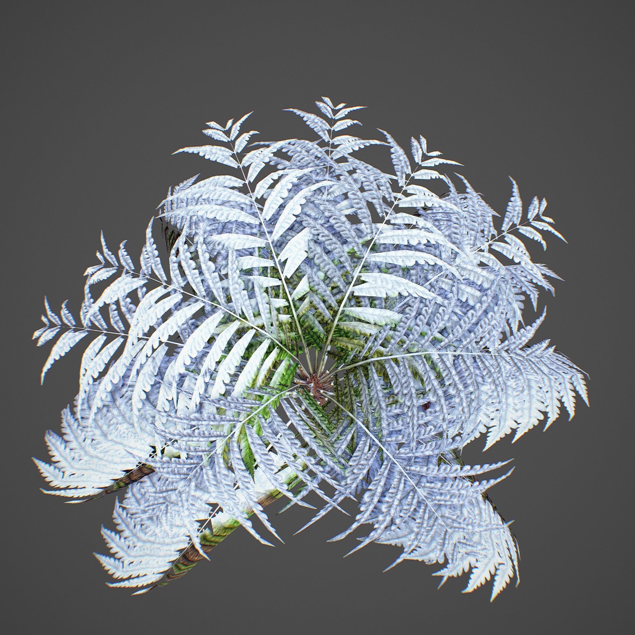 Alsophila Fern average LOW Low-poly 3D model_13