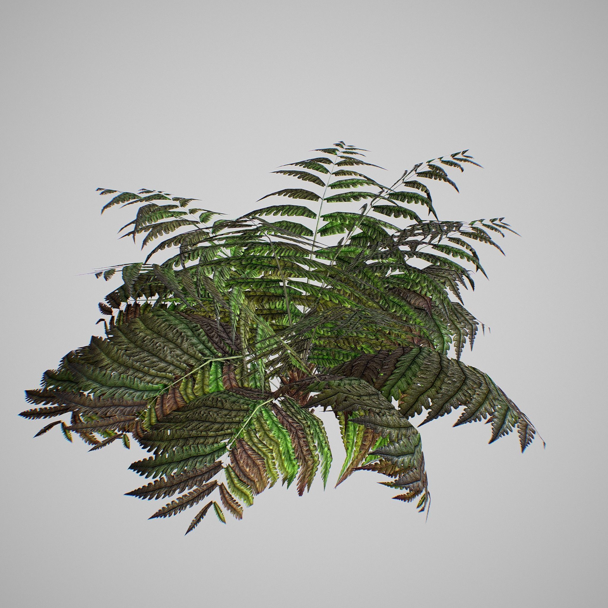 Alsophila Fern average LOW Low-poly 3D model_10