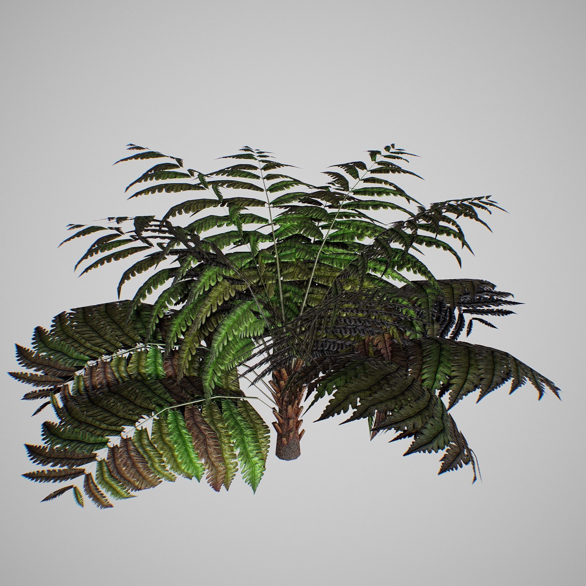 Alsophila Fern average LOW Low-poly 3D model_11