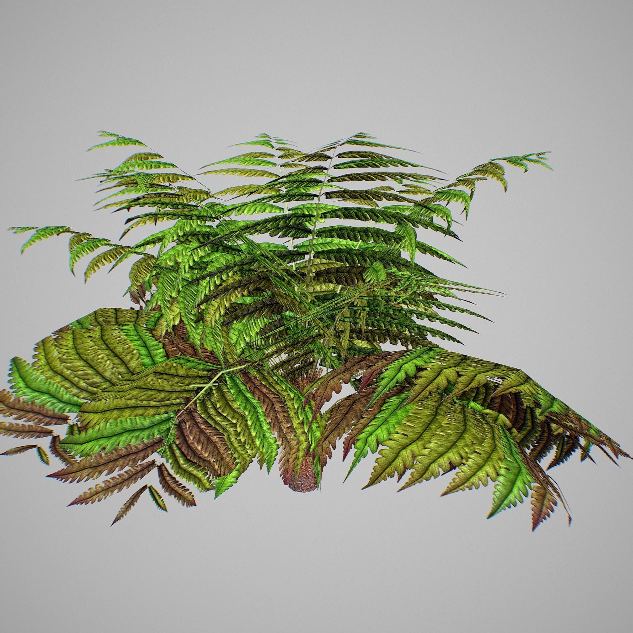 Alsophila Fern average LOW Low-poly 3D model_3
