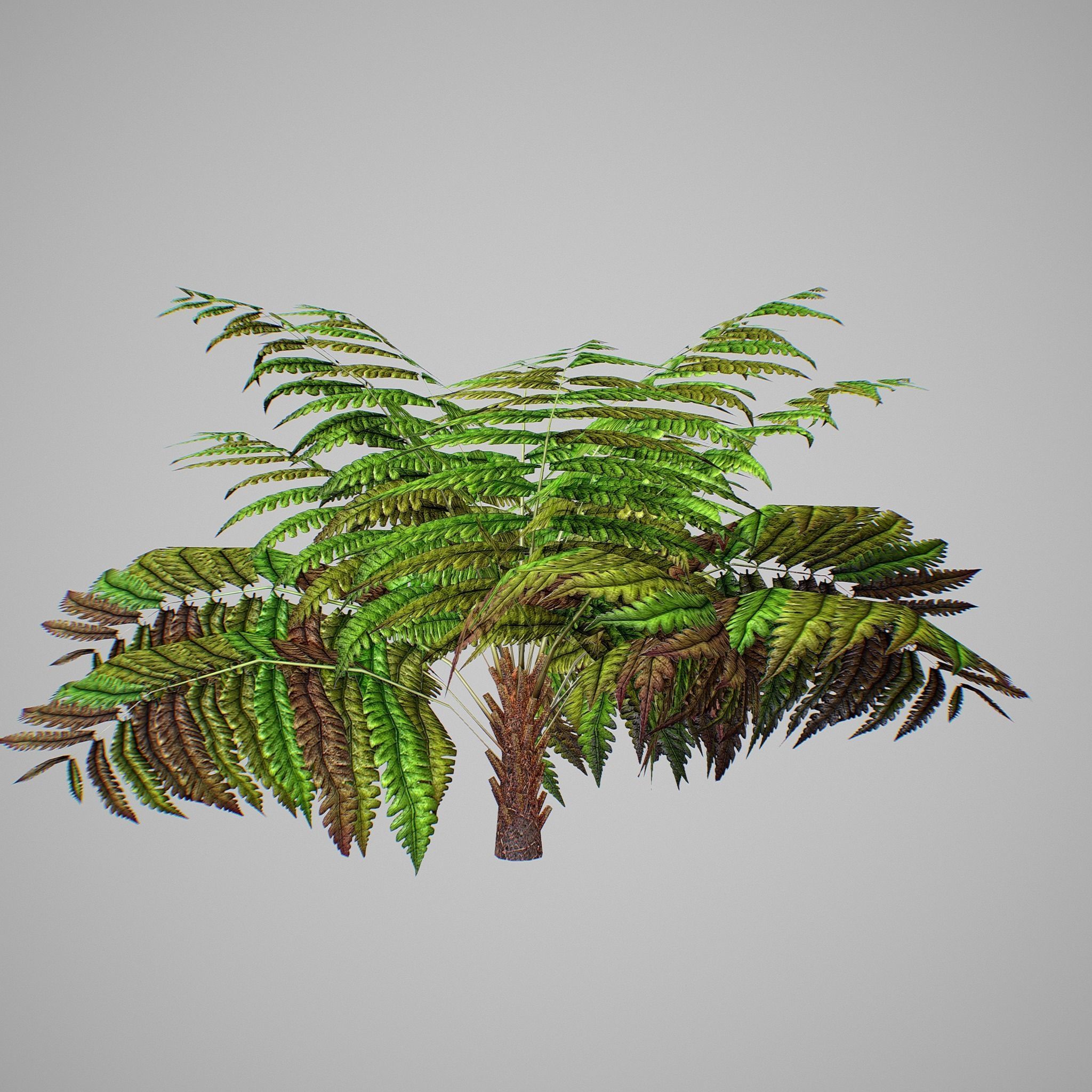Alsophila Fern average LOW Low-poly 3D model_7