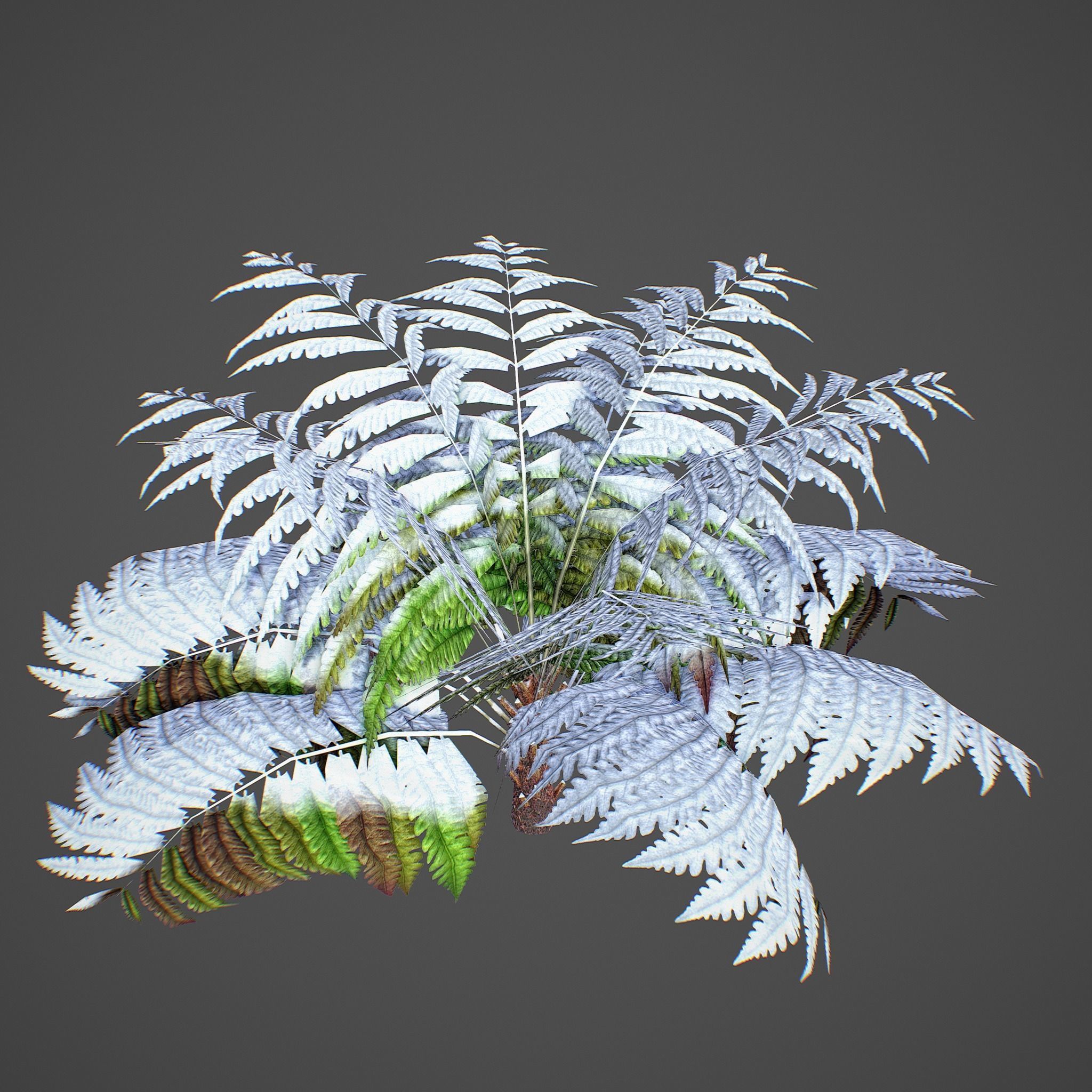 Alsophila Fern average LOW Low-poly 3D model_1