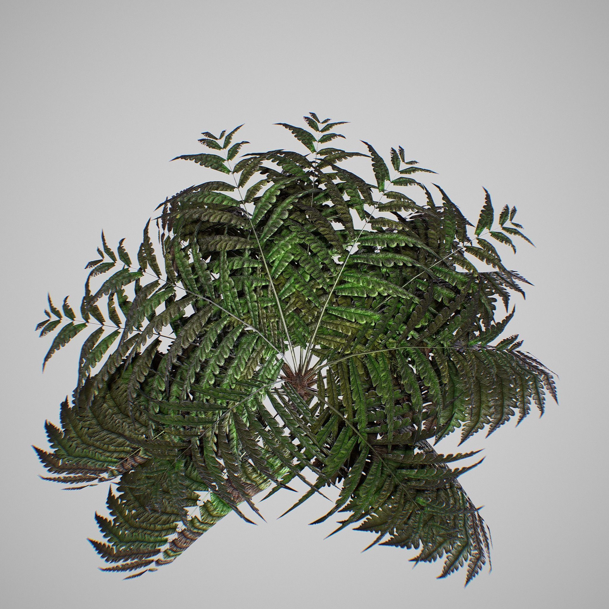 Alsophila Fern average LOW Low-poly 3D model_12