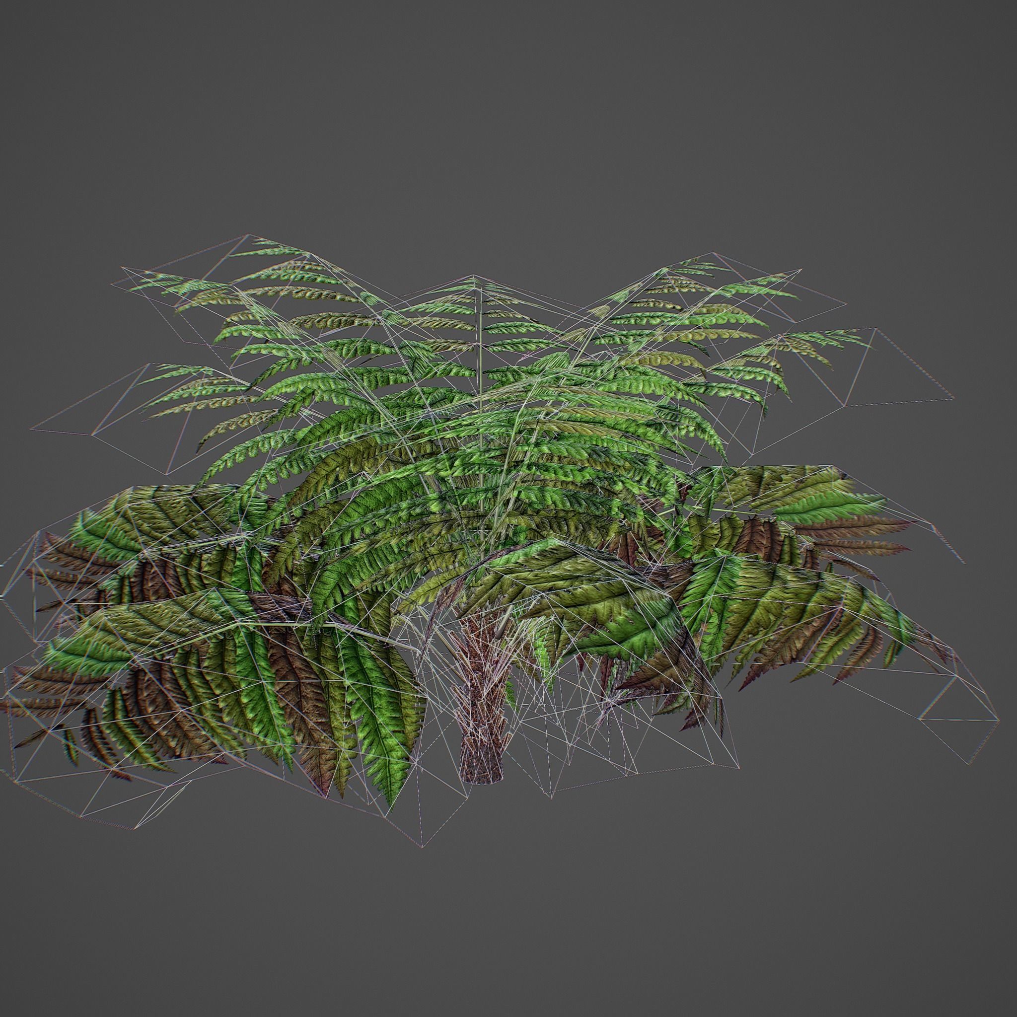 Alsophila Fern average LOW Low-poly 3D model_15