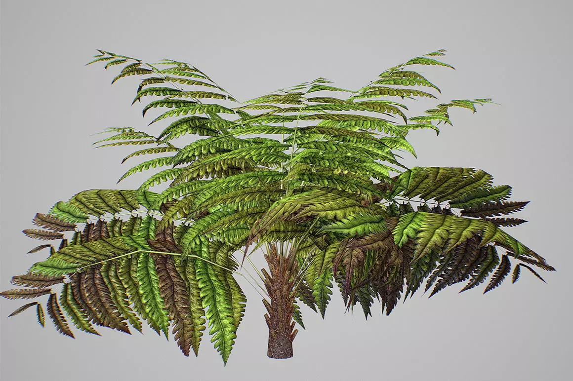 Alsophila Fern average LOW Low-poly 3D model_0