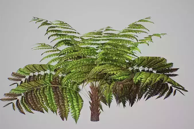 Alsophila Fern average LOW