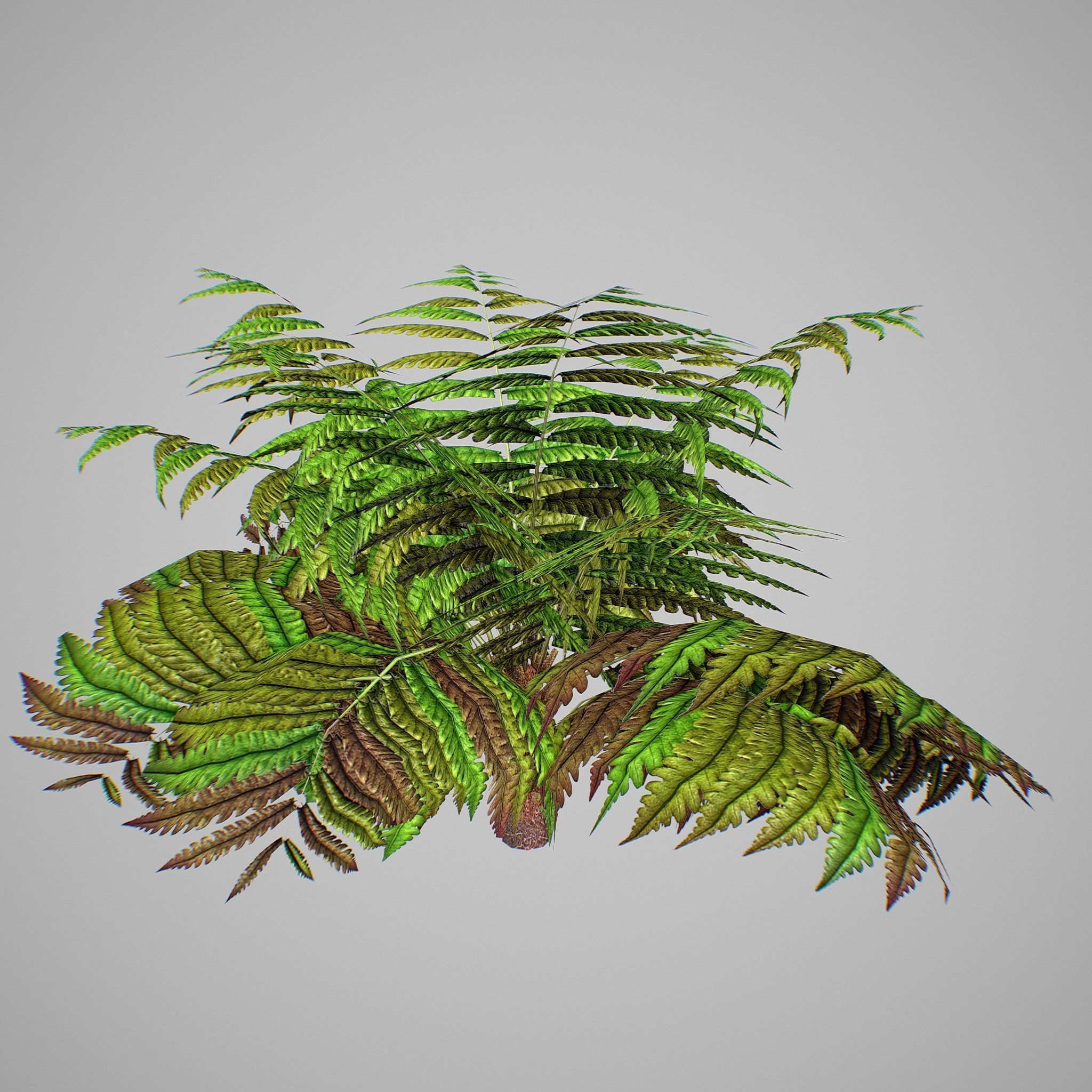 Alsophila Fern average LOW Low-poly 3D model_4