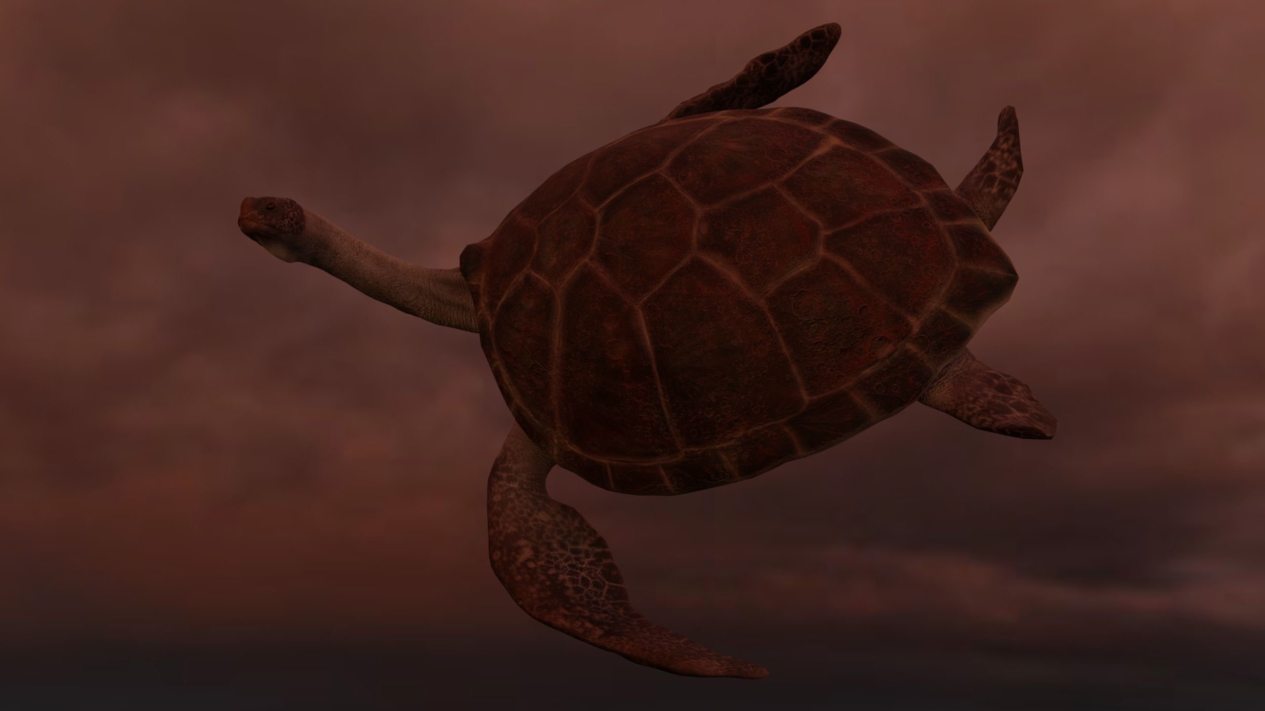 Turtle Low-poly 3D model_9