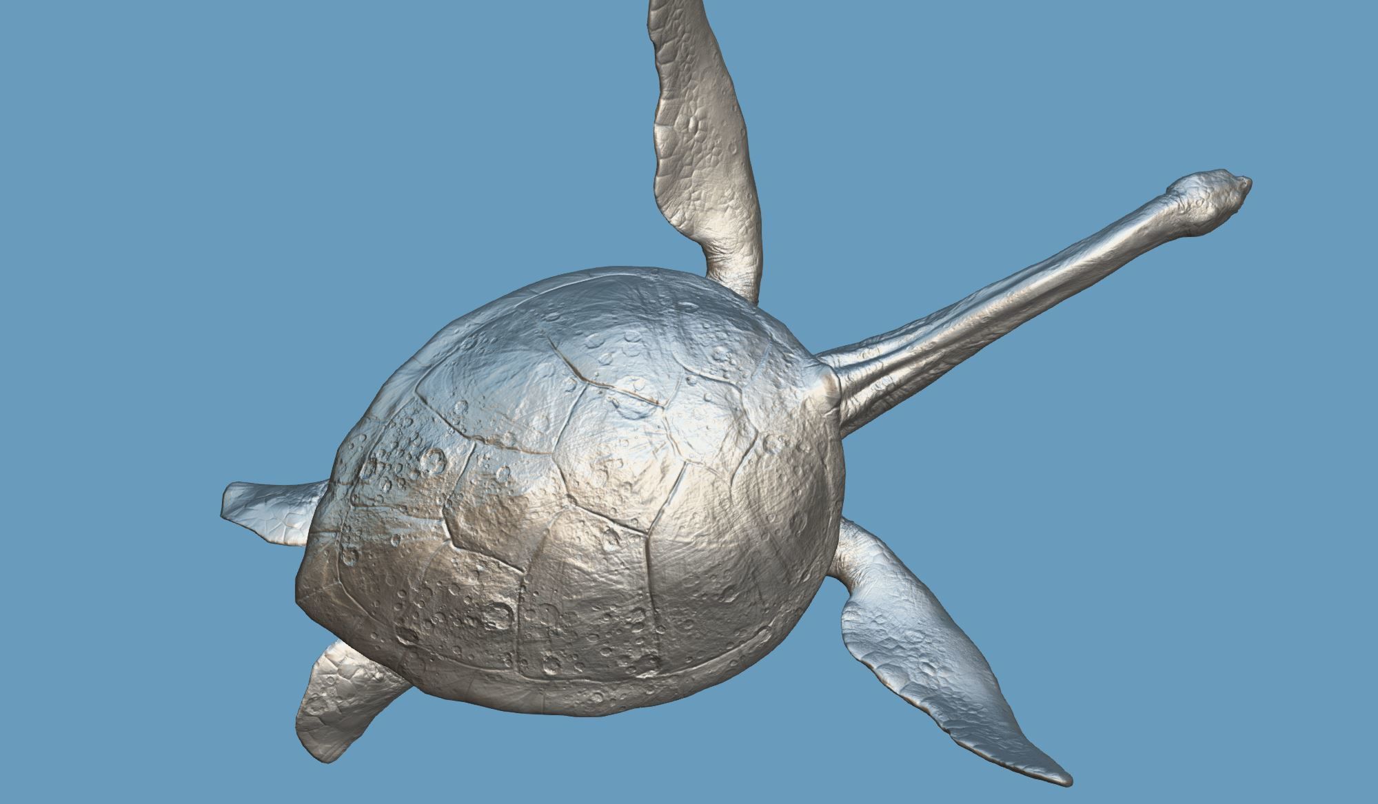 Turtle Low-poly 3D model_23