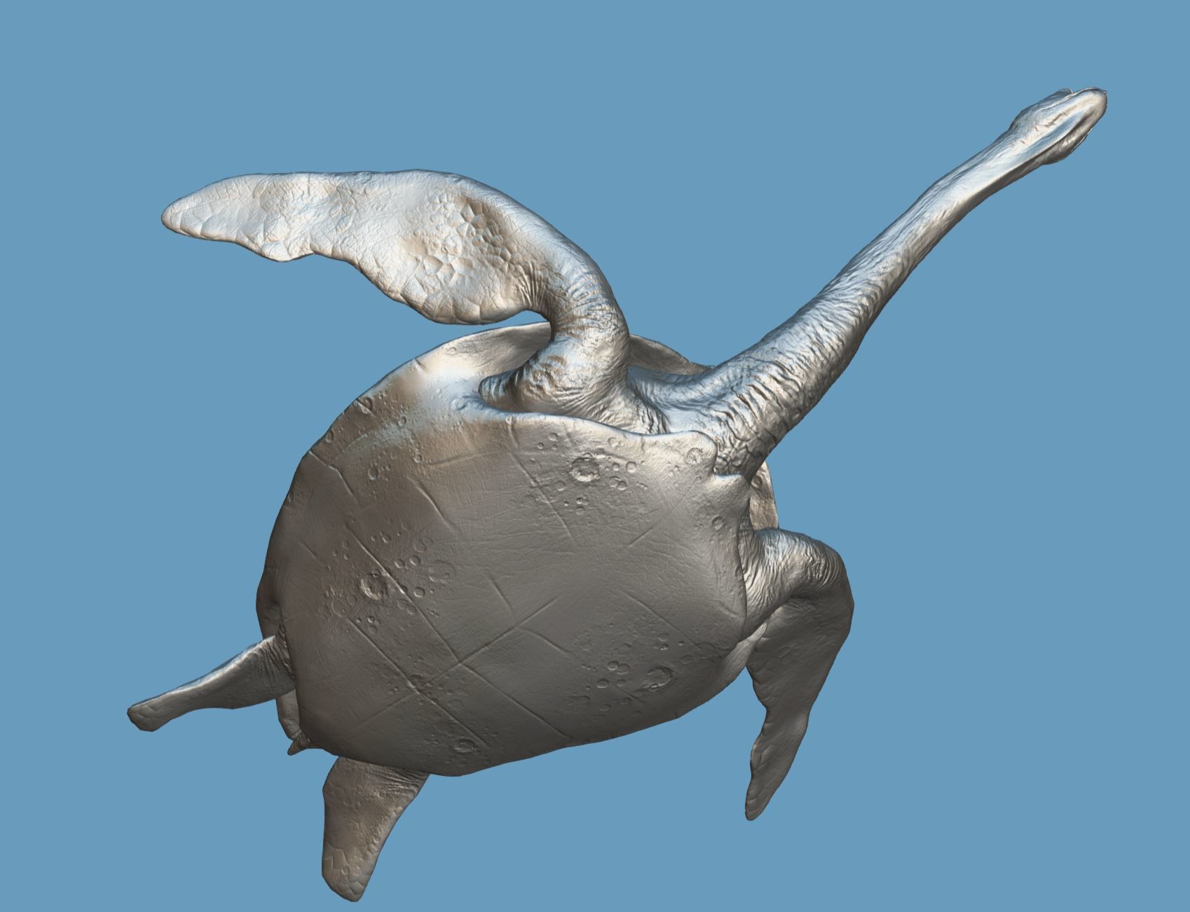 Turtle Low-poly 3D model_21