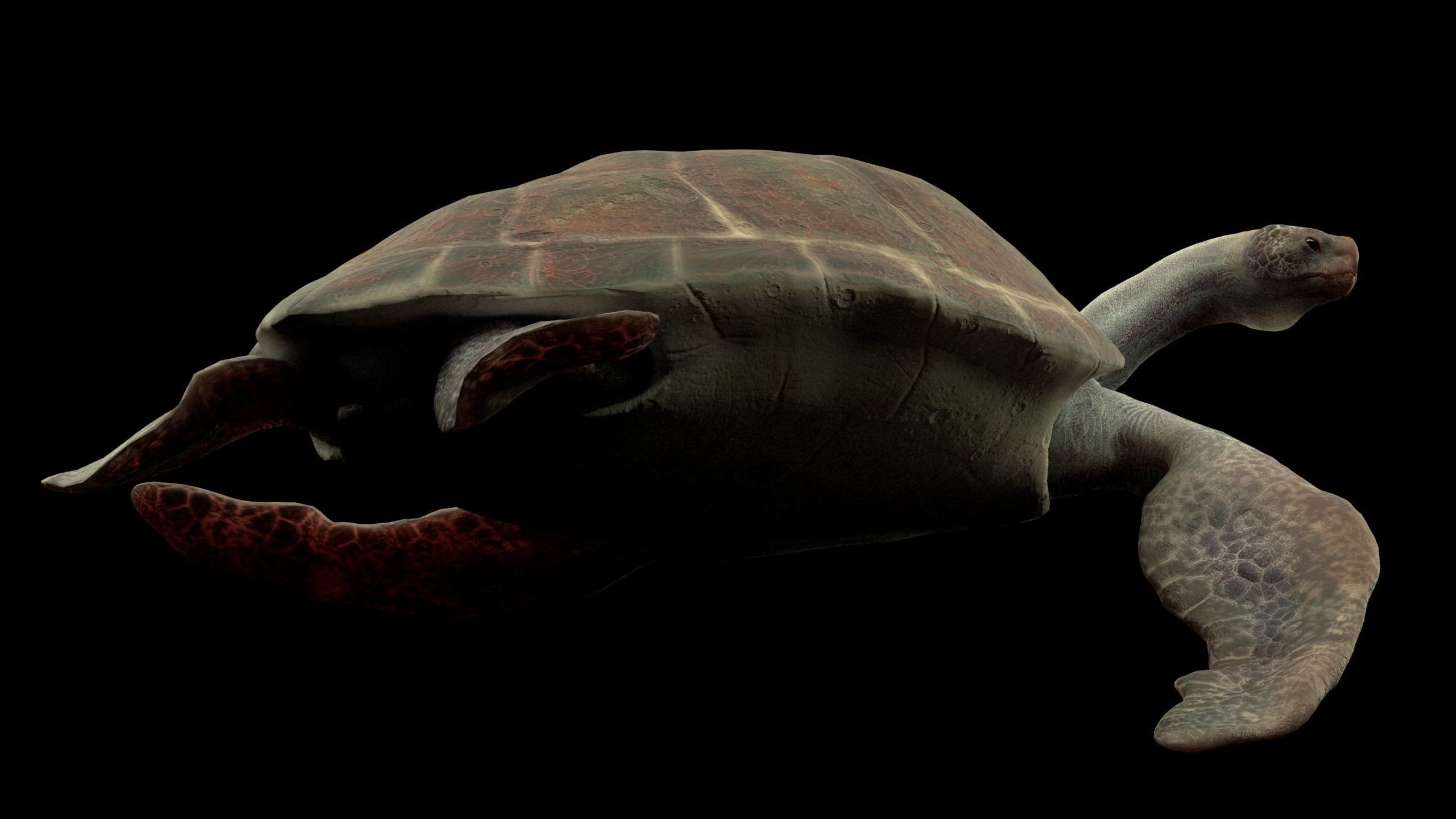 Turtle Low-poly 3D model_16