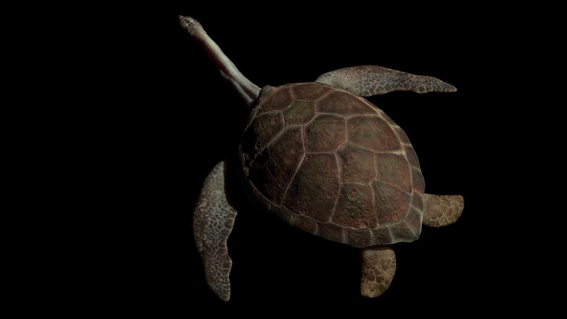 Turtle Low-poly 3D model_15
