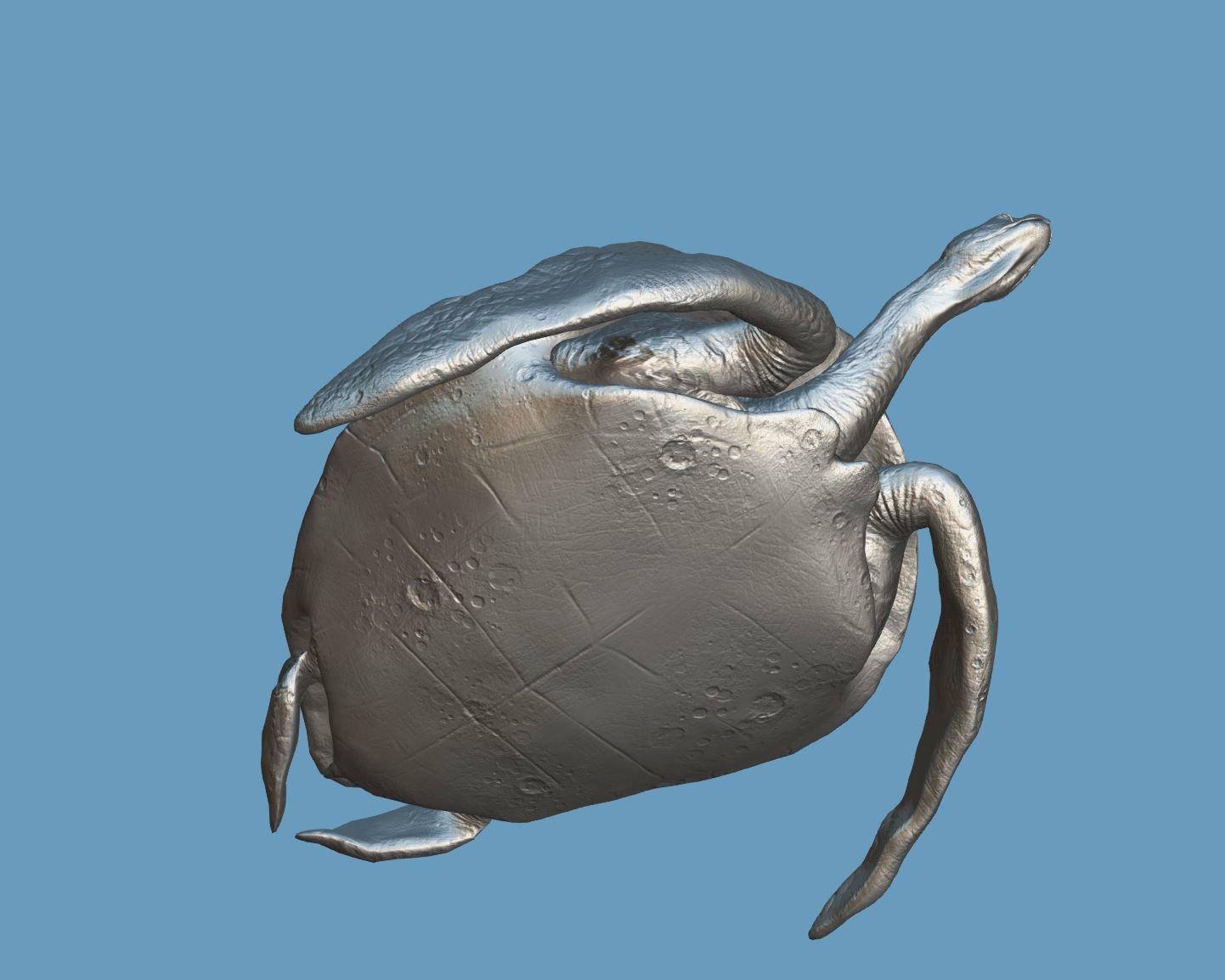 Turtle Low-poly 3D model_20