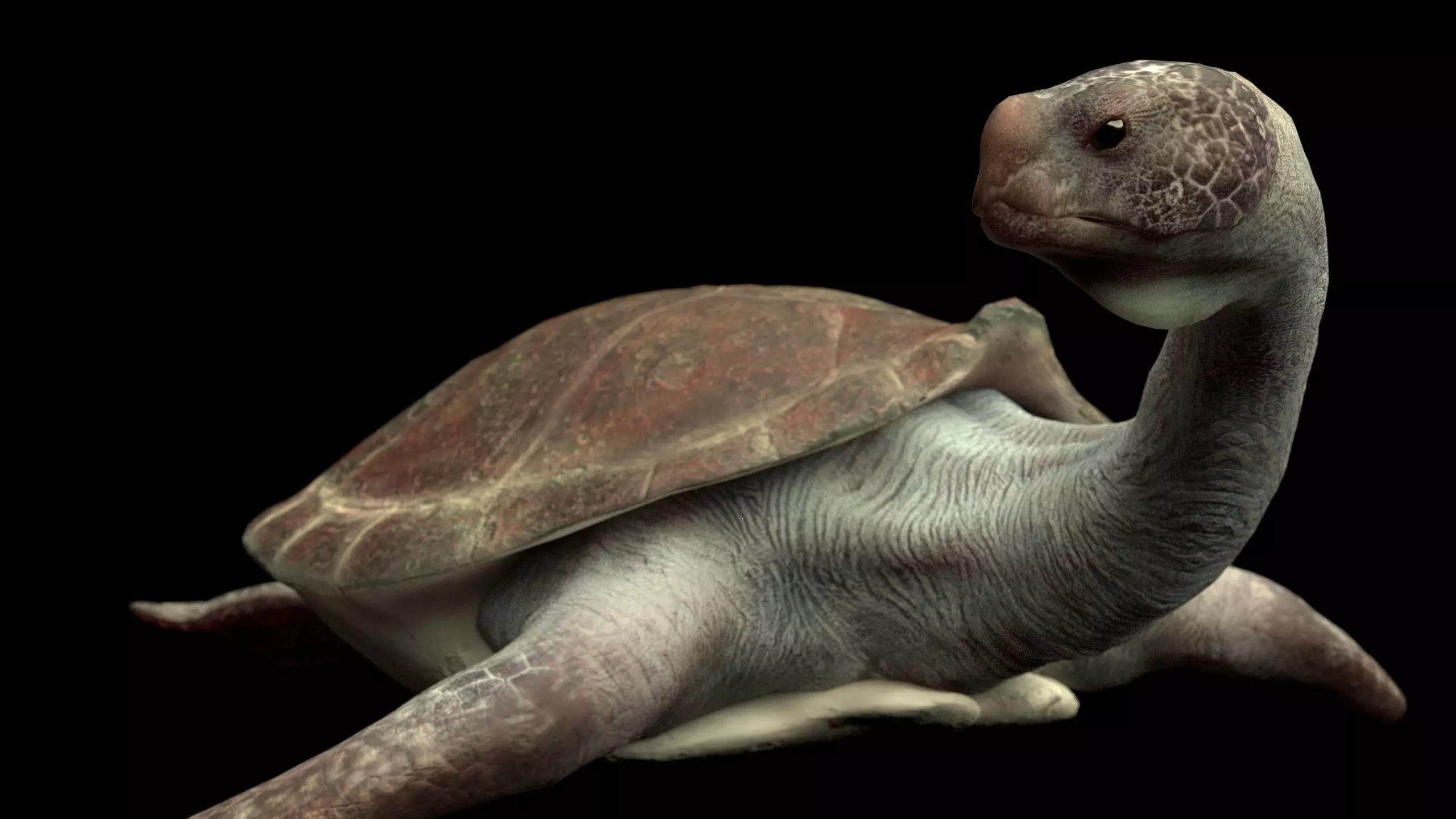 Turtle Low-poly 3D model_0