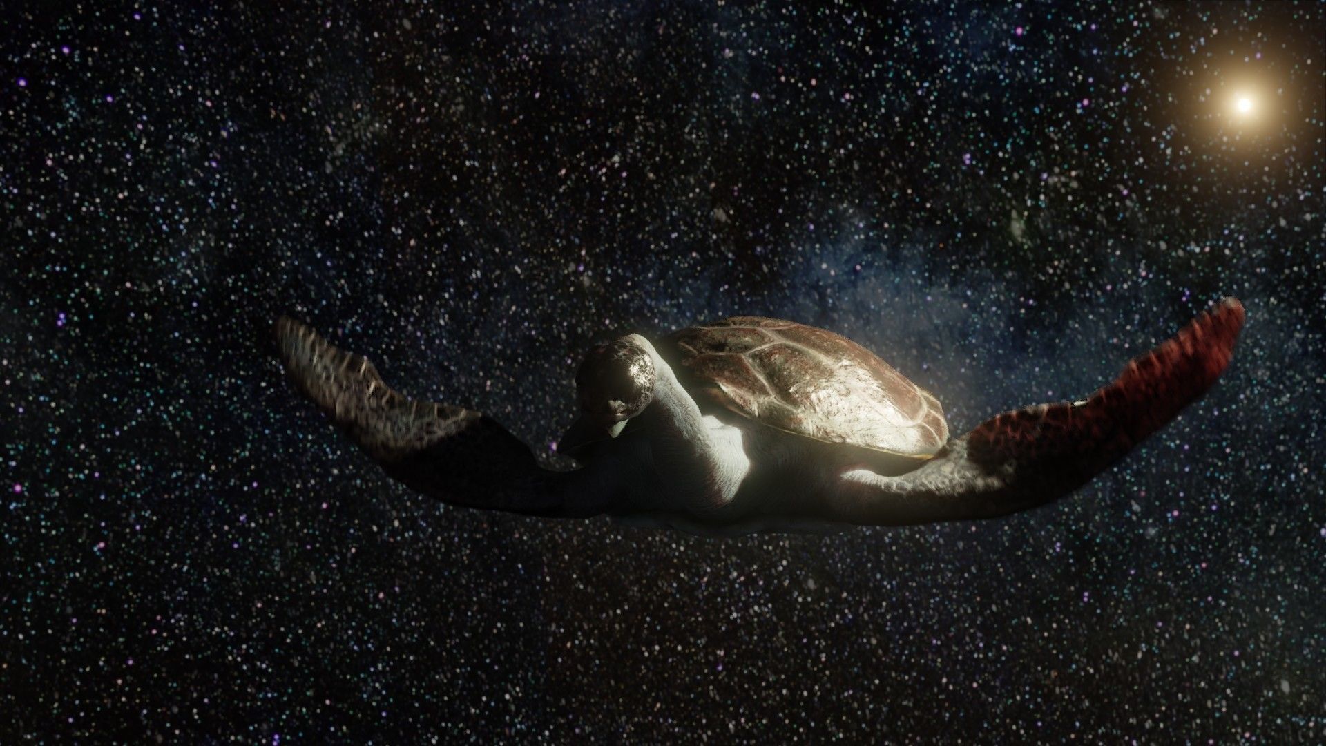 Turtle Low-poly 3D model_8