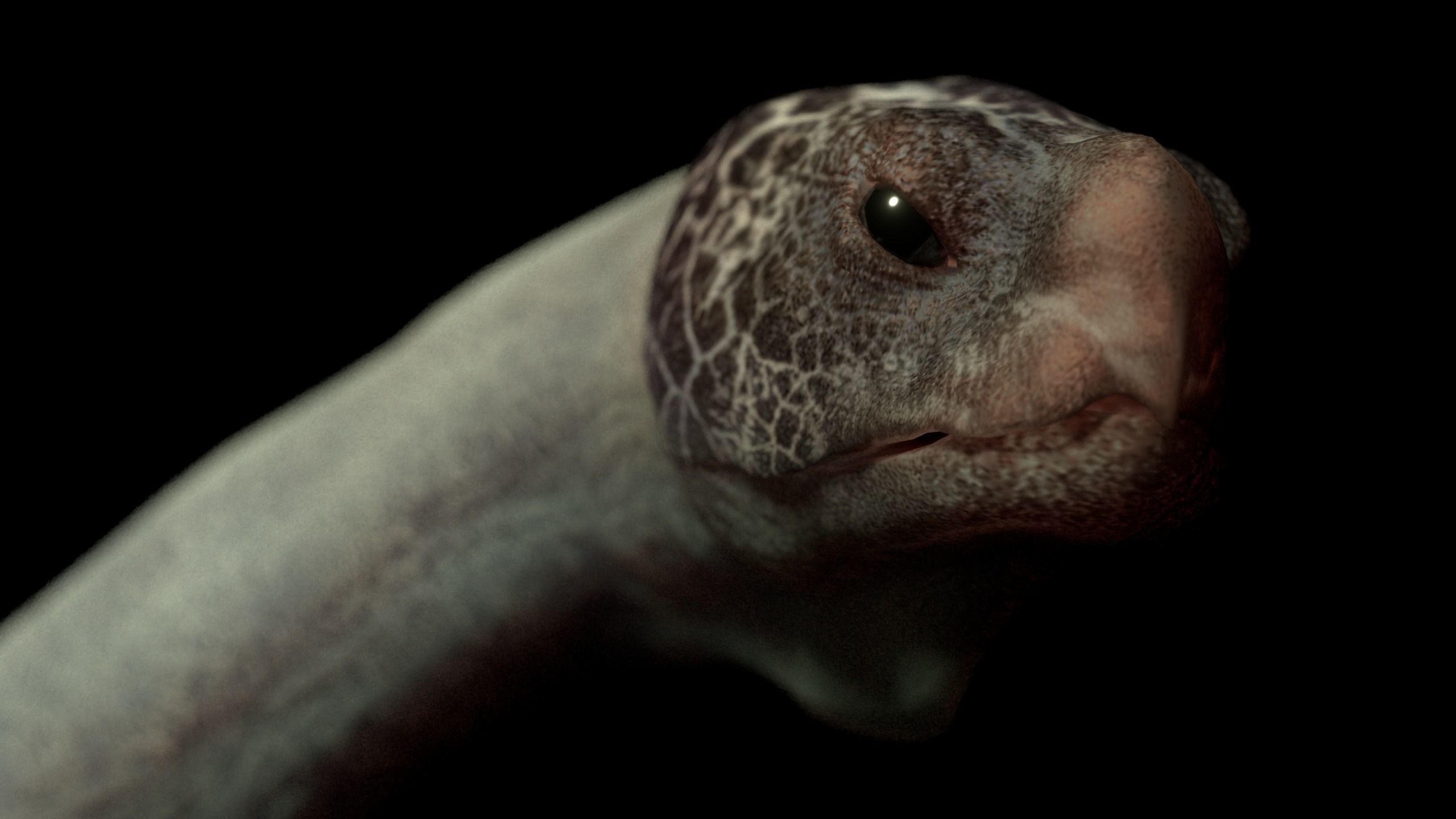 Turtle Low-poly 3D model_5