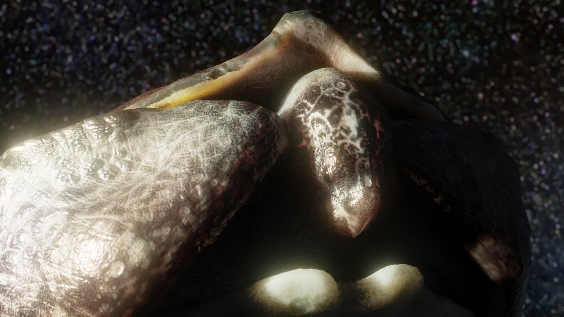 Turtle Low-poly 3D model_7