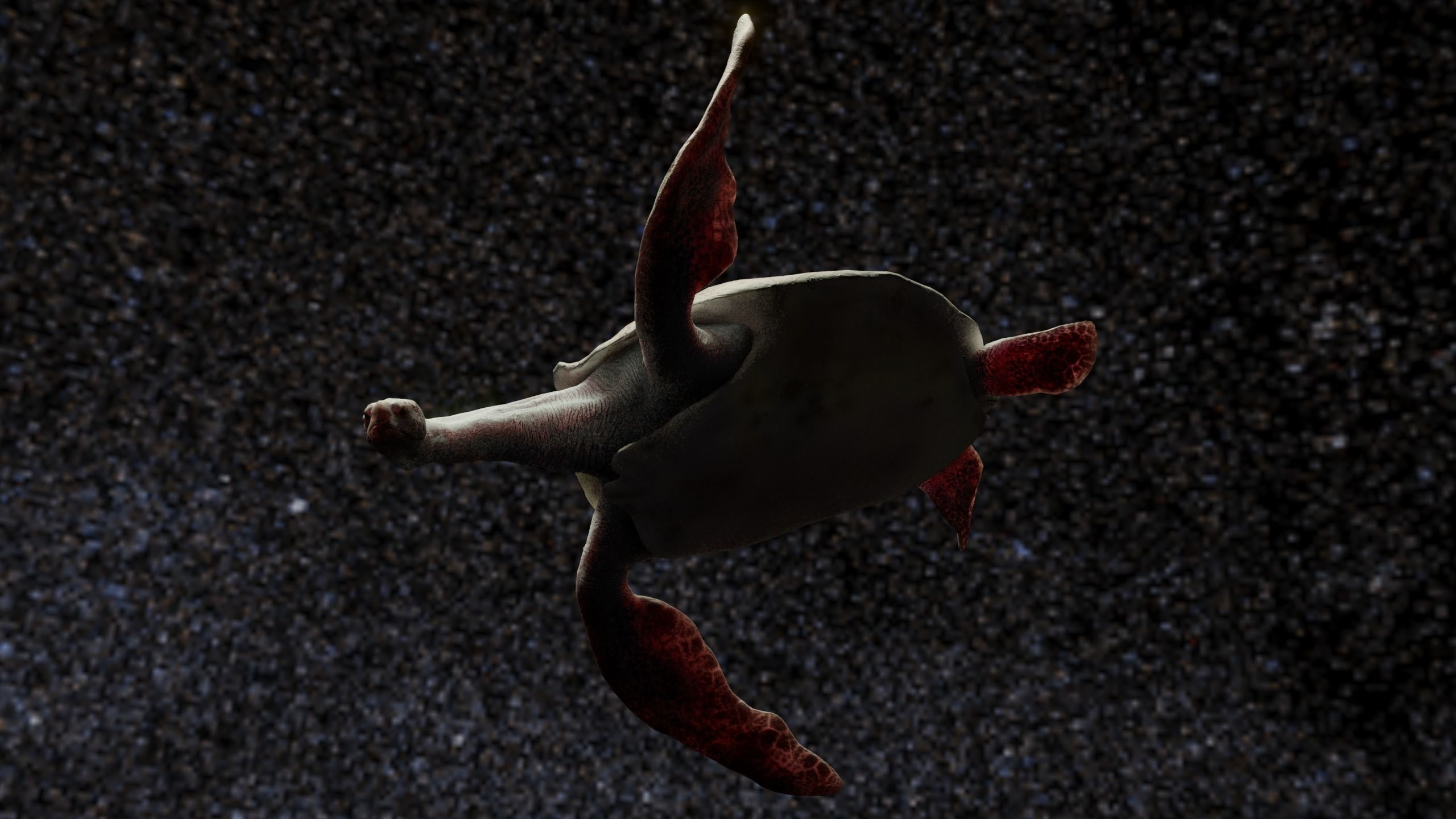 Turtle Low-poly 3D model_11